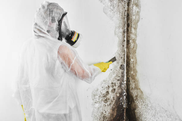 Best Specialized Mold Remediation in Comstock Park, MI